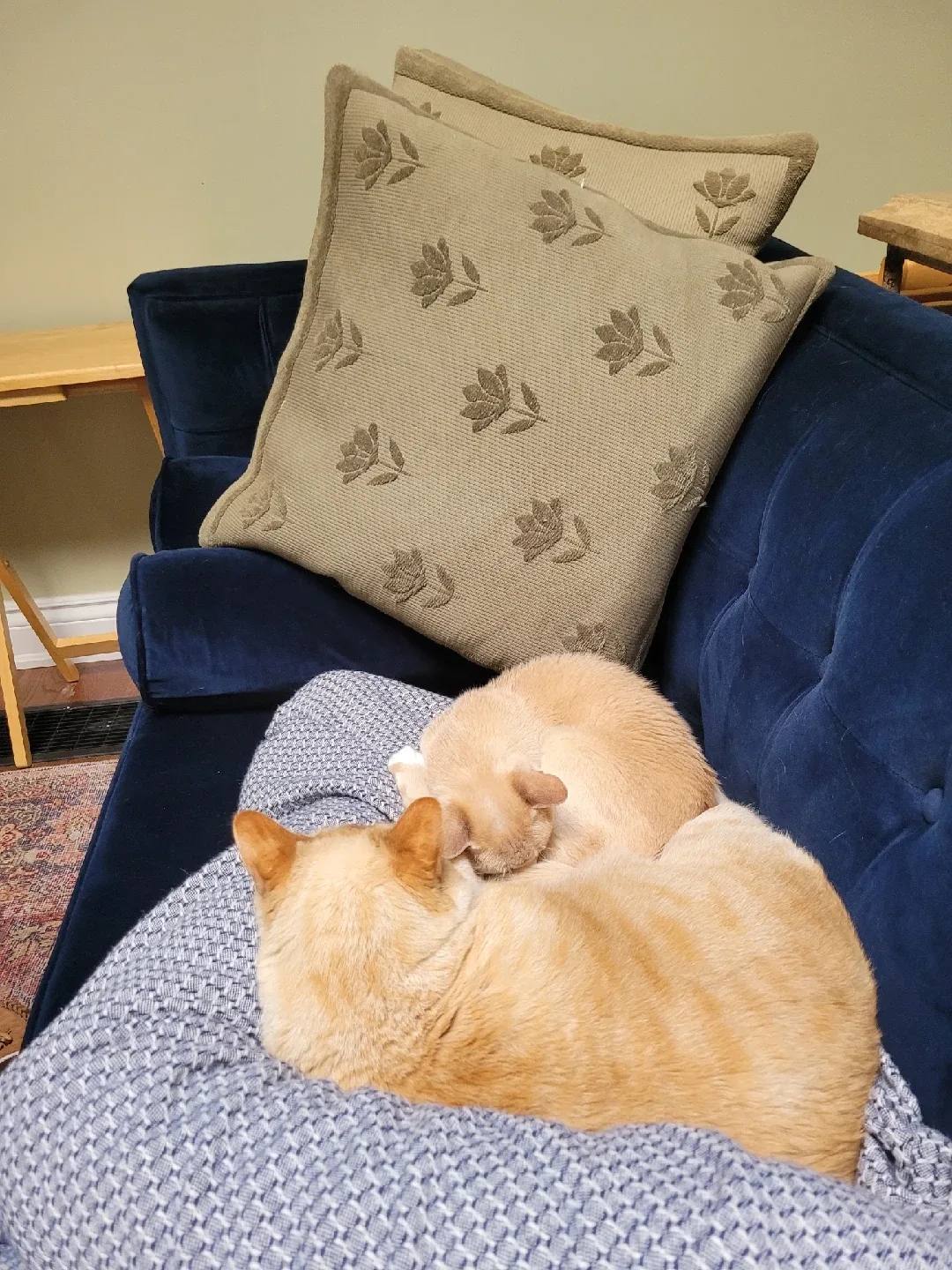 Pet sitting/ dog walking image indicator(5)