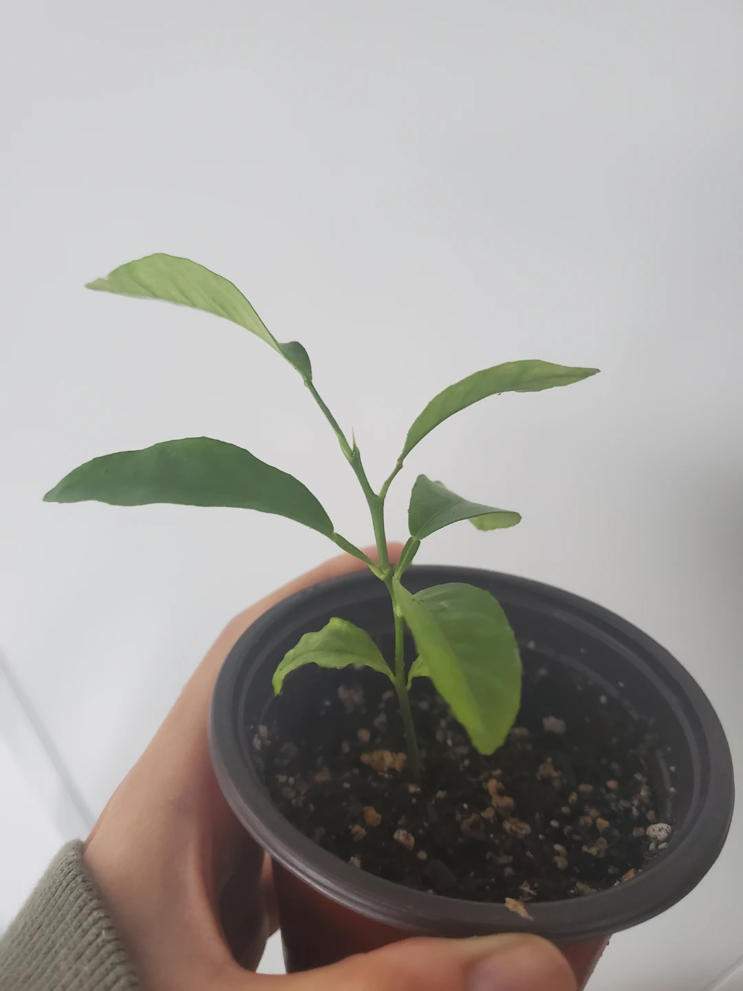 Potted Citrus Plant