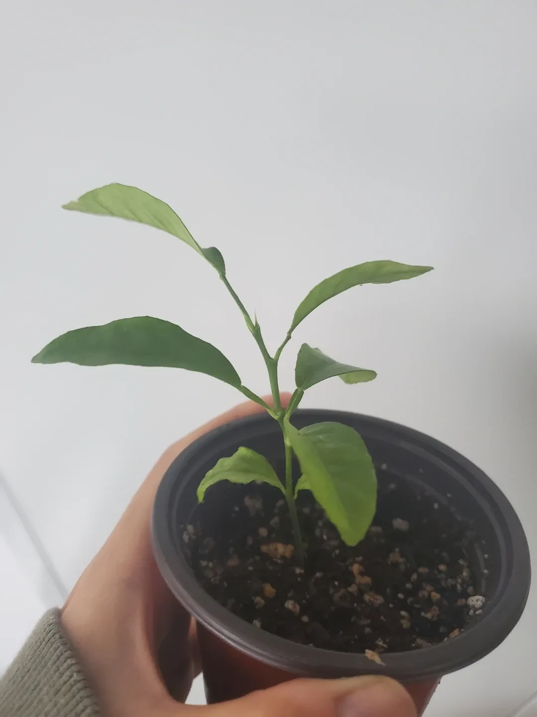 Potted Citrus Plant