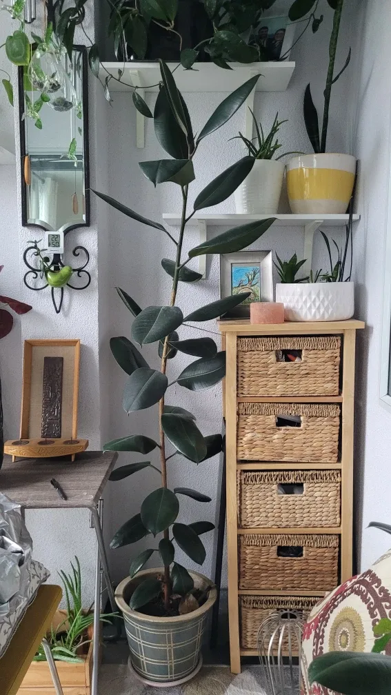 Ficus Elastica Plant