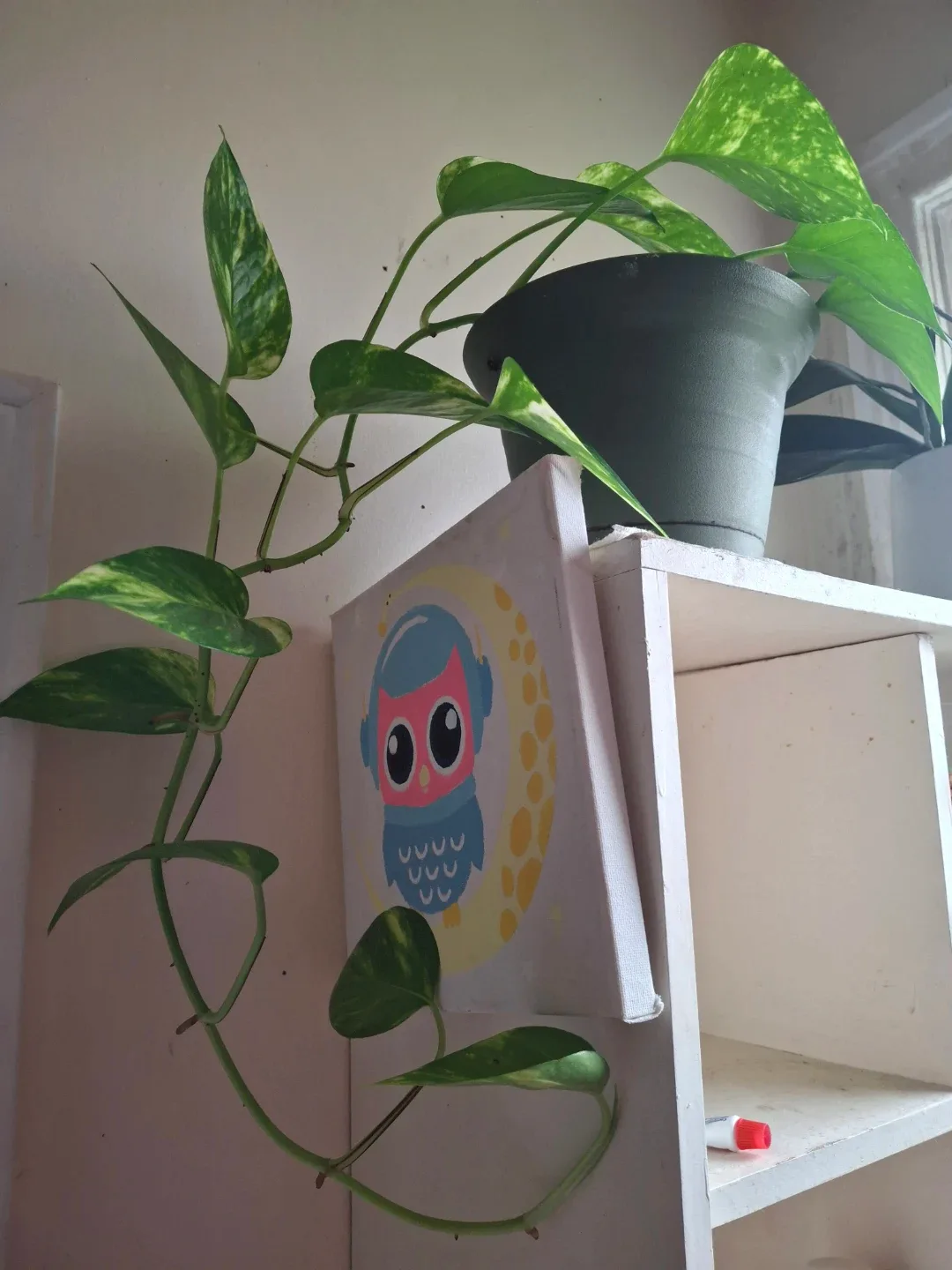 Pothos Plant image indicator(2)