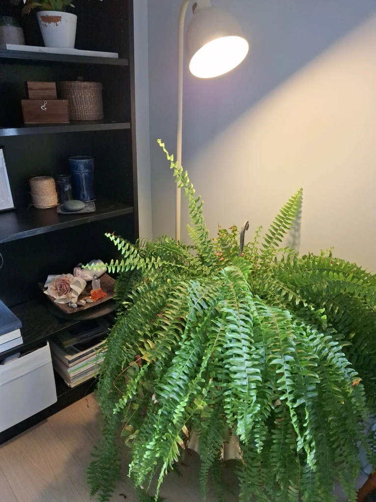 Plant