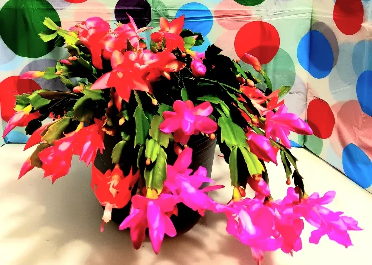 🎄Multicolored Christmas Zygo Cactus🎄