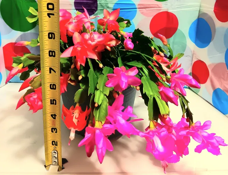 🎄Multicolored Christmas Zygo Cactus🎄 image indicator(2)