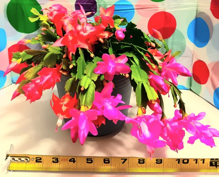 🎄Multicolored Christmas Zygo Cactus🎄 image indicator(3)