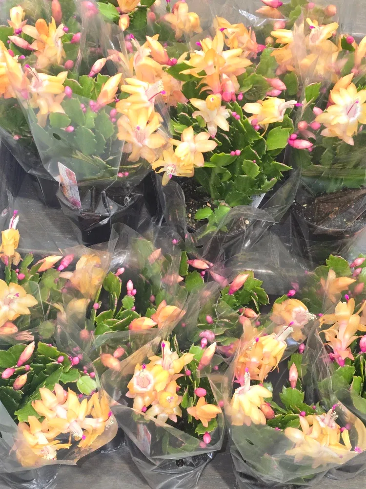 Flowering Christmas Cactus Plant image indicator(5)