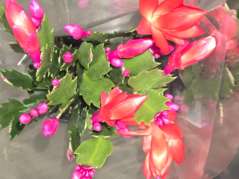 Flowering Christmas Cactus Plant image indicator(6)