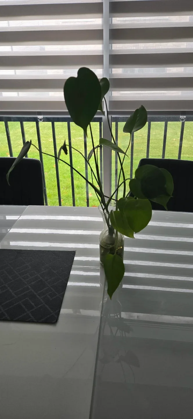 Monstera Plant in Glass Vase image indicator(2)