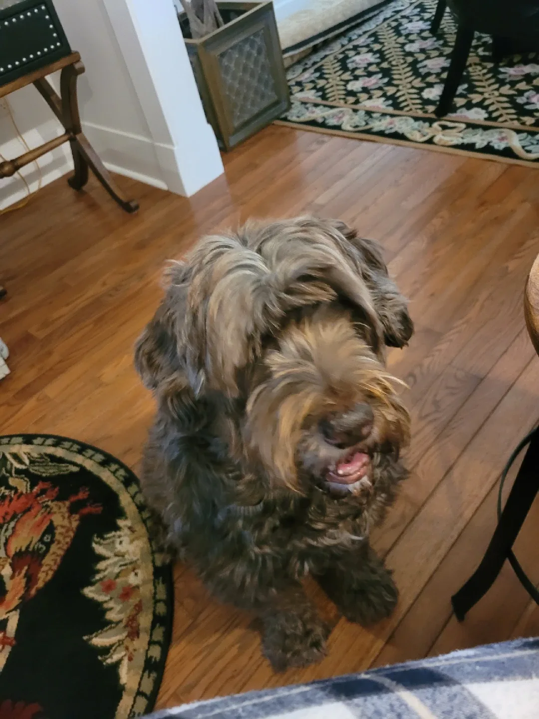 Pet sitting/ dog walking image indicator(4)