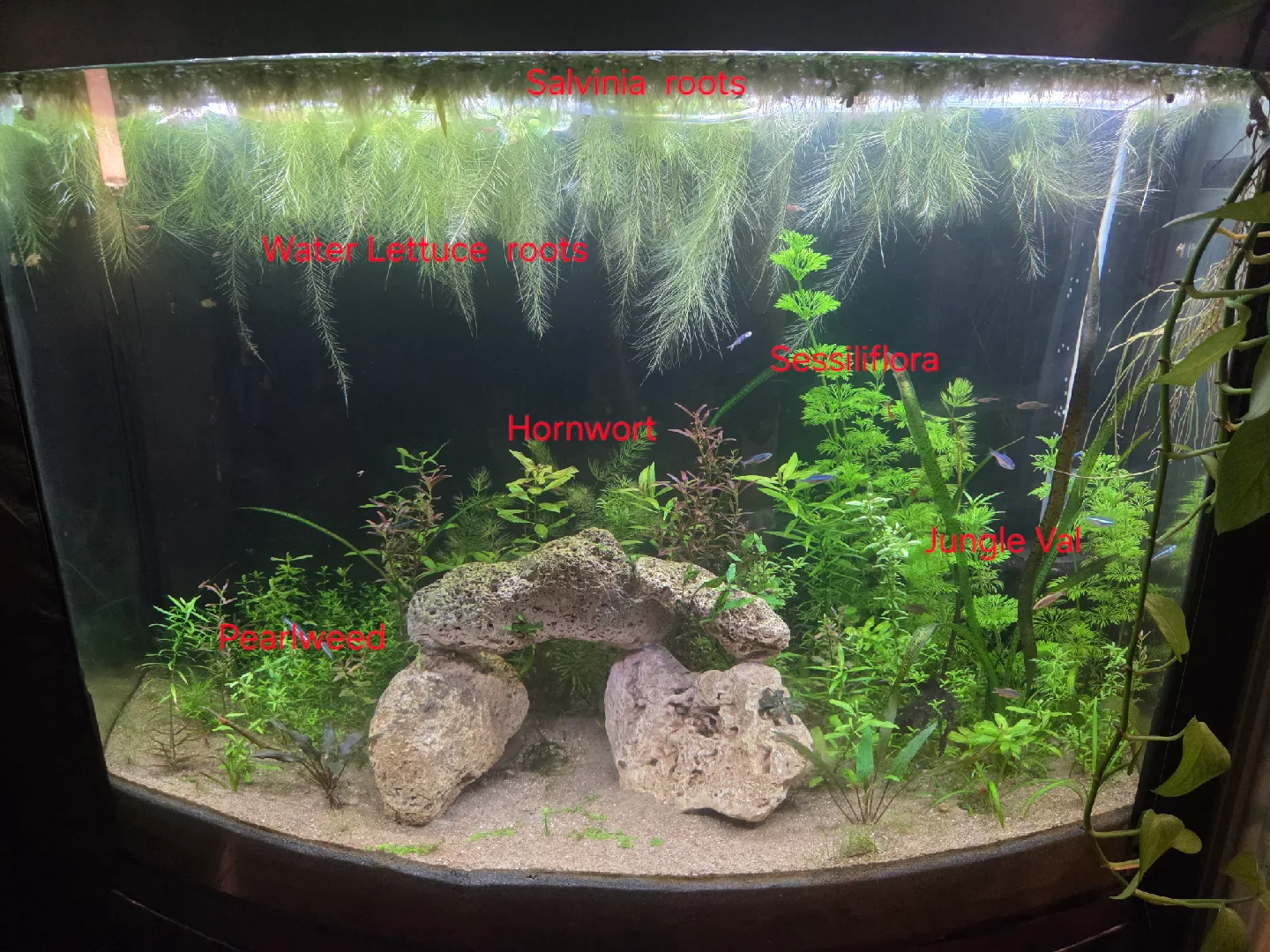 🌿 Aquarium Plants – Starting at $1! 🌿