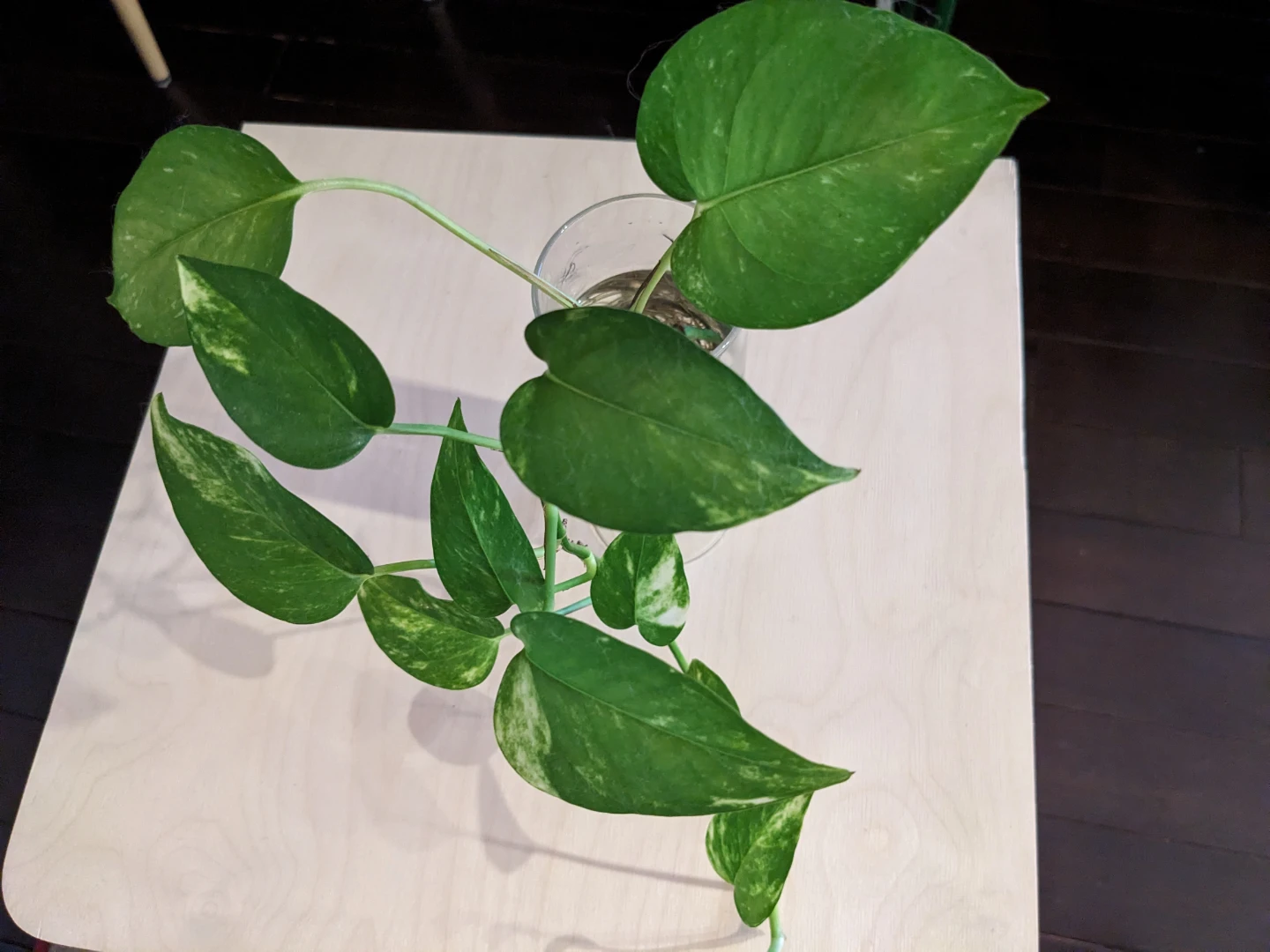 Pothos Plant Cutting in Glass🥕