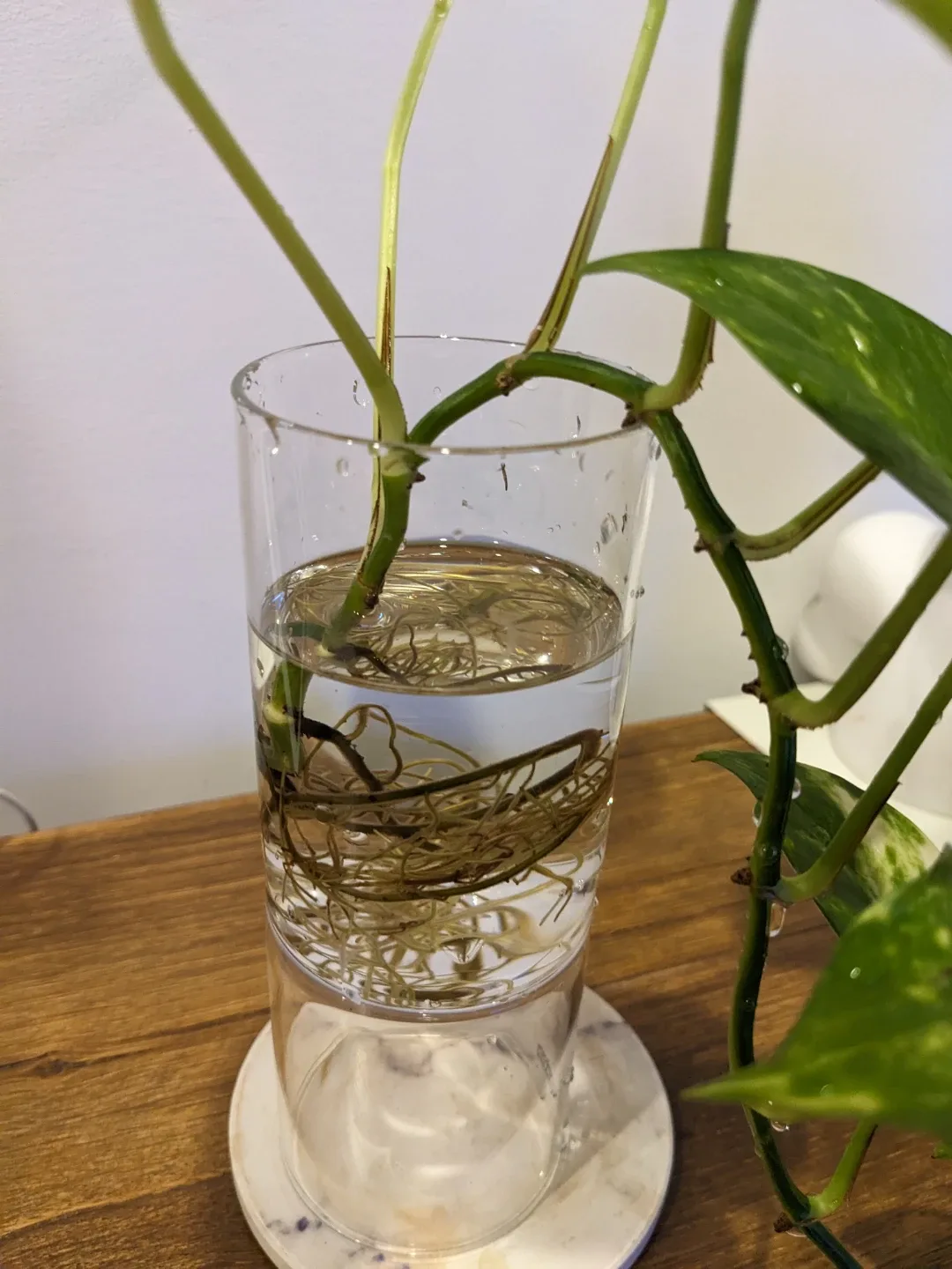 Pothos Plant Cutting in Glass🥕 image indicator(2)