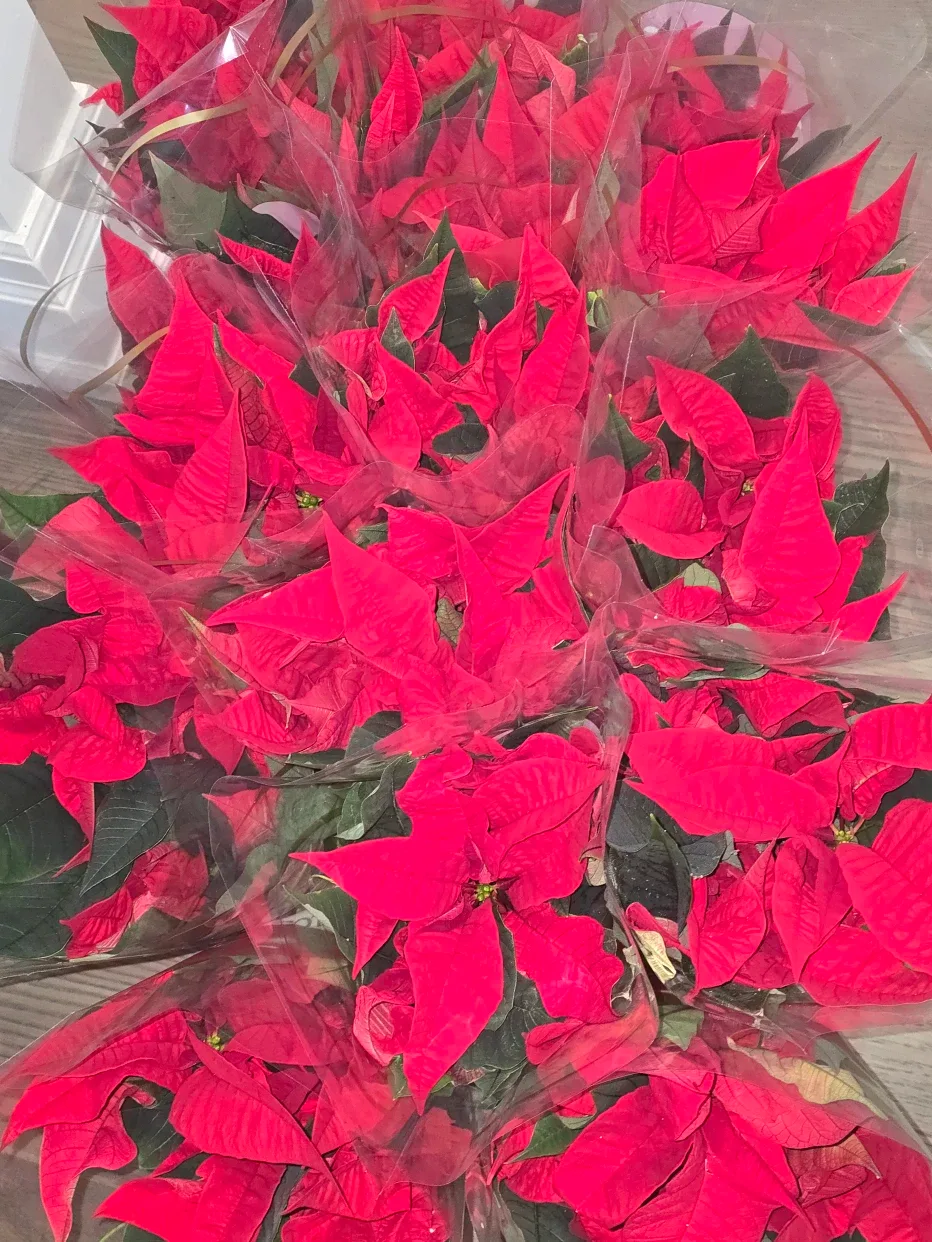 Poinsettias  4"pot  ready for the holiday