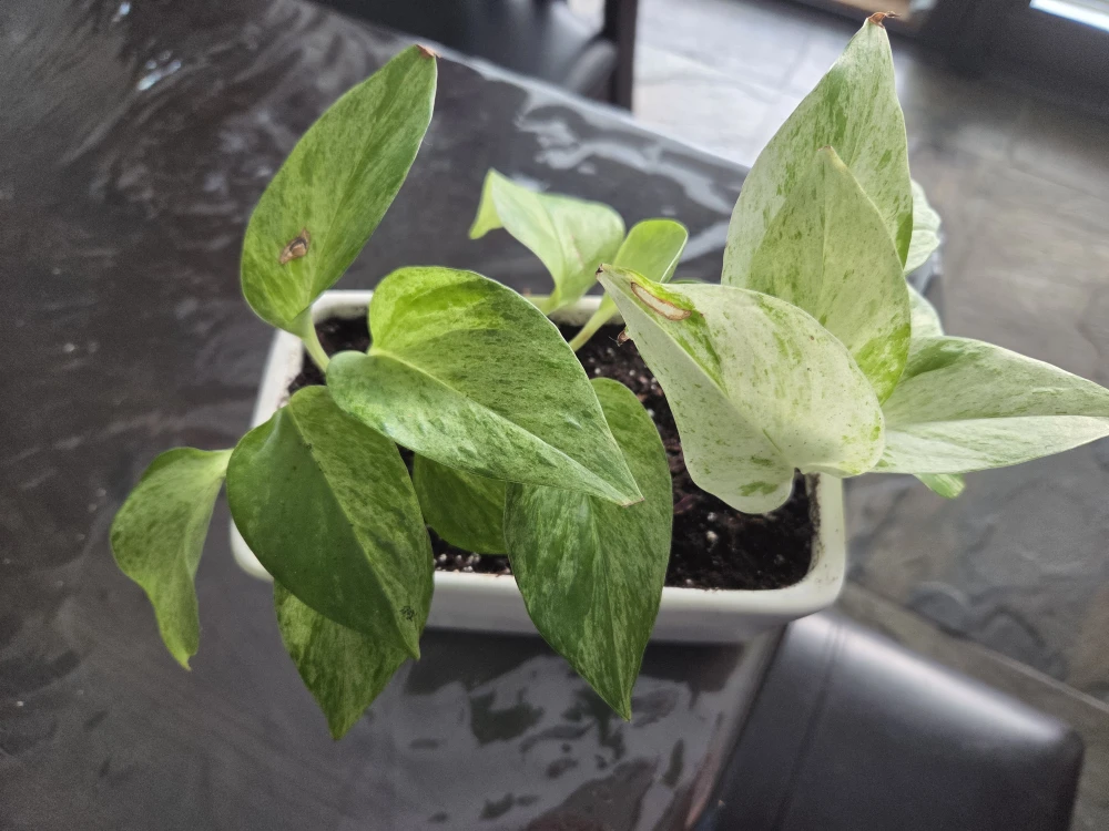 Pothos Plant in White Pot - photo 2