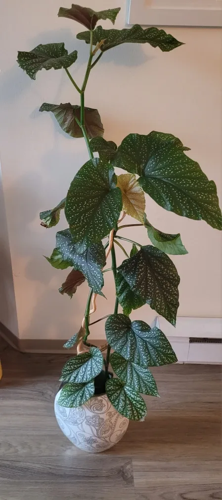Angel Wing Begonia plant