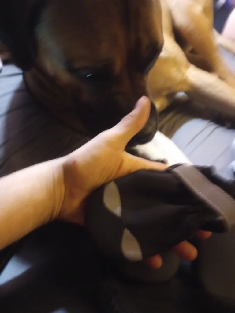 Dog Boots - Black, Size Unknown image indicator(3)