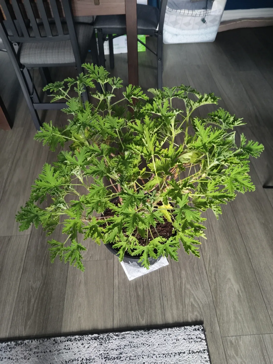 Large Healthy Citronella Plant in Pot