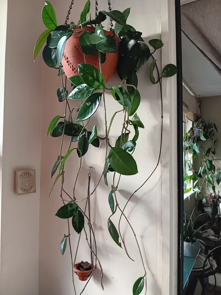 Hoya Plant in Hanging Pot