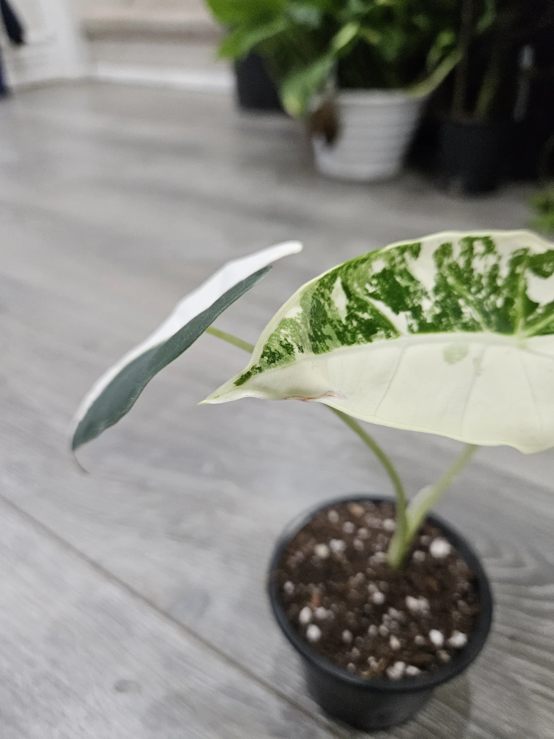 Alocasia  Variegata Plant