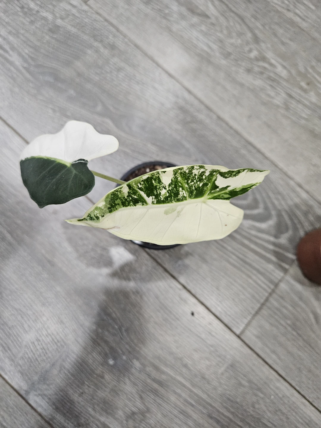 Alocasia  Variegata Plant - photo 2