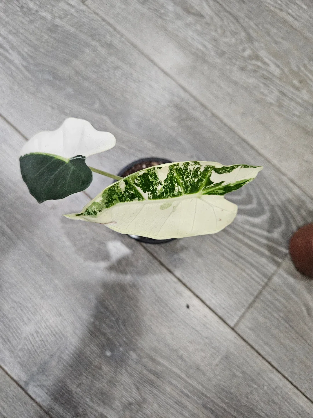 Alocasia  Variegata Plant image indicator(2)