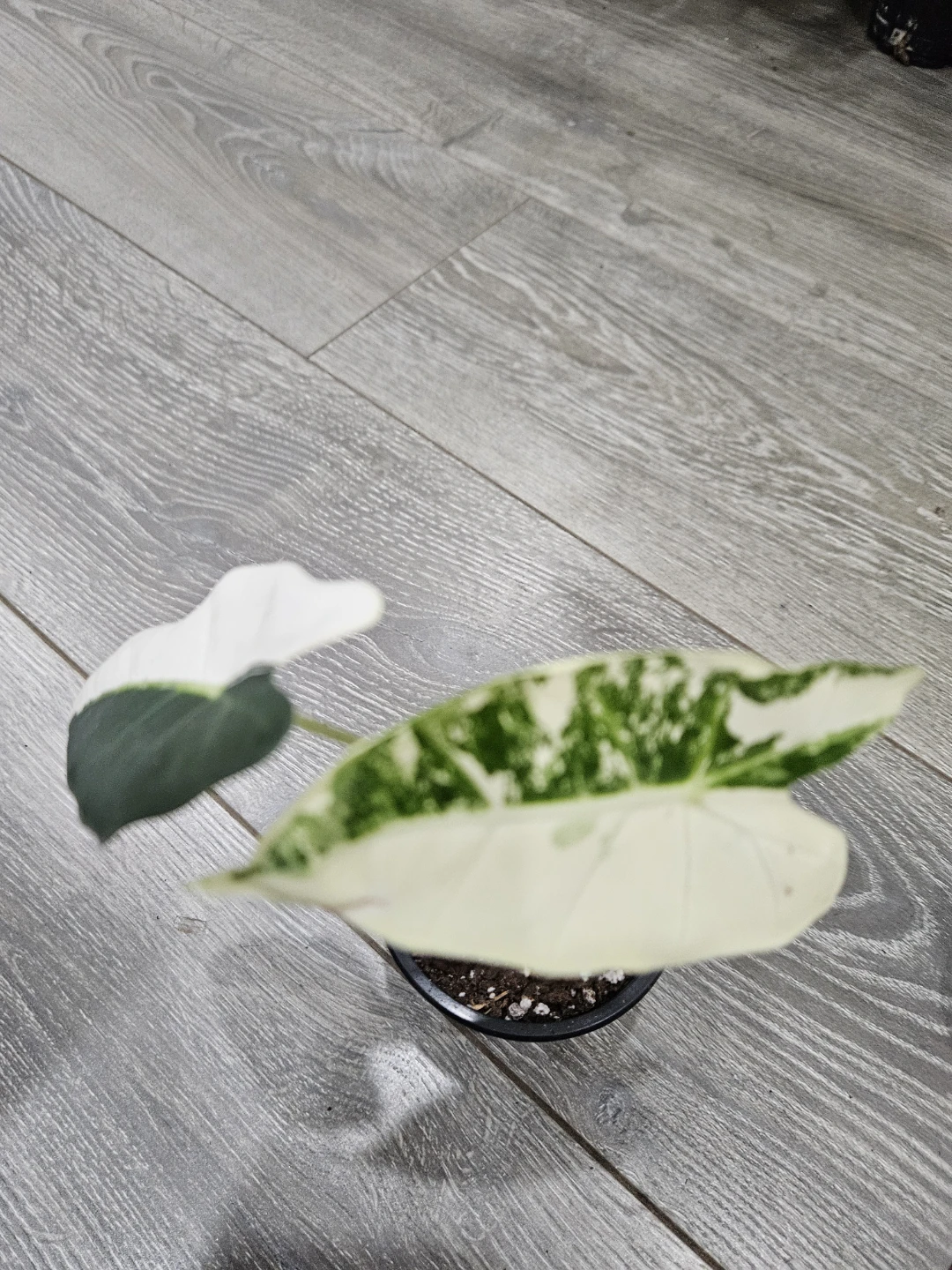 Alocasia  Variegata Plant - photo 3