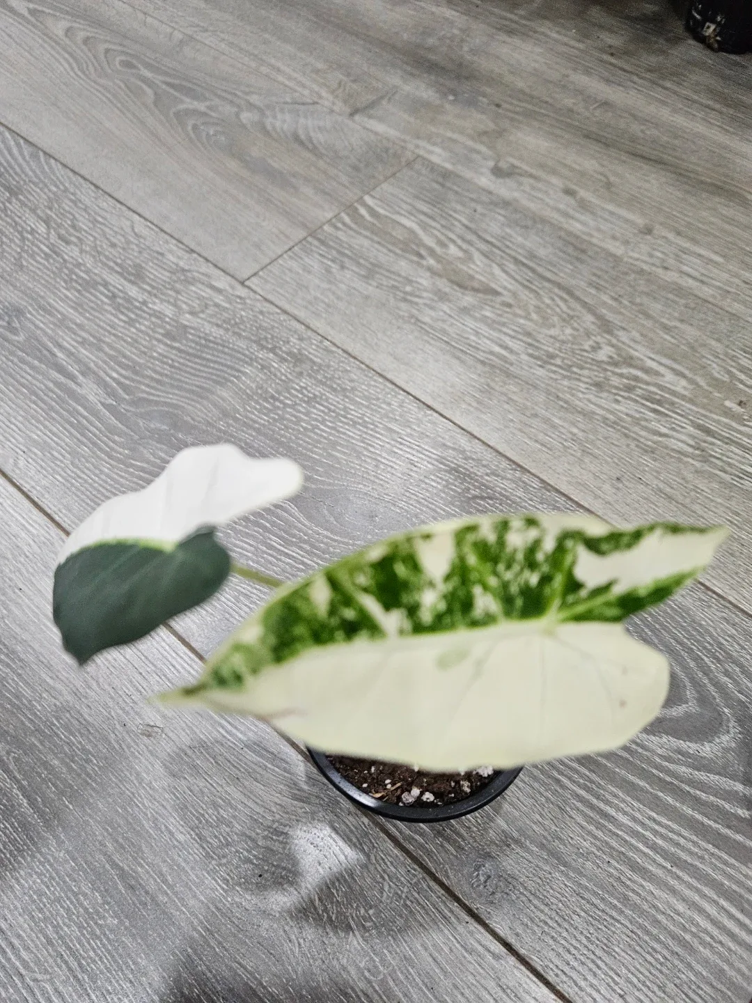 Alocasia  Variegata Plant image indicator(3)