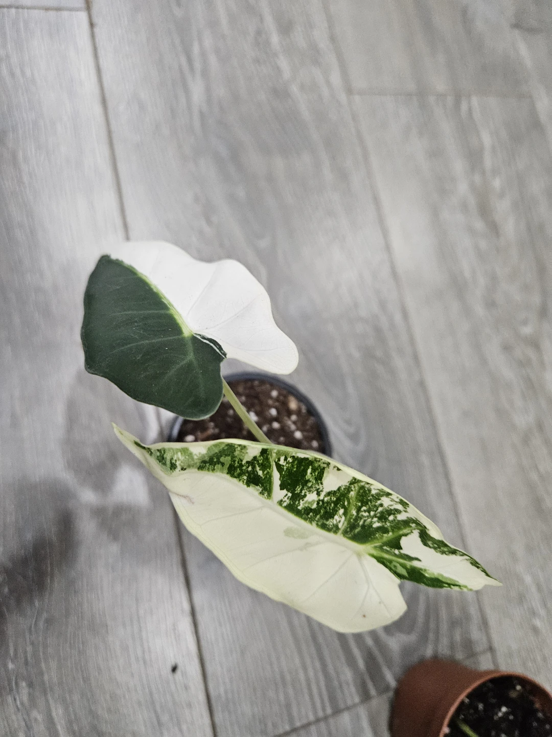 Alocasia  Variegata Plant - photo 5