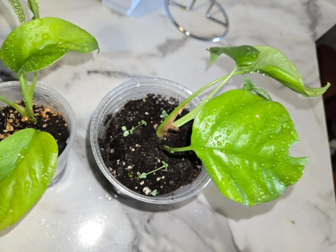 MINI MONSTERA Plants✨️🌿 IN SOIL - photo 3