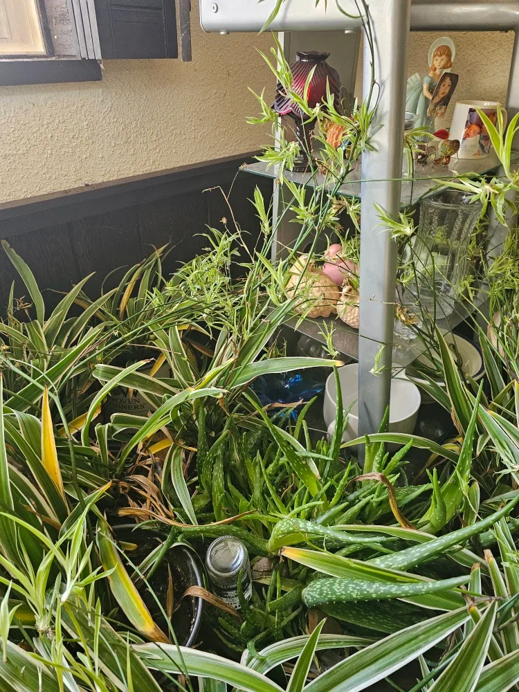 Spider plants image indicator(6)