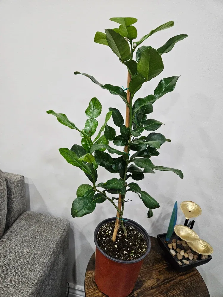 Calamondin Standard Tree image indicator(4)