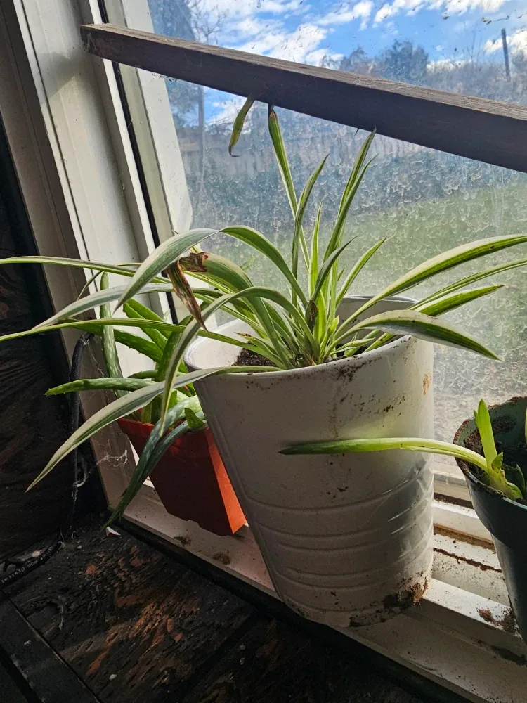 Spider plants babies to adult 700 here image indicator(3)