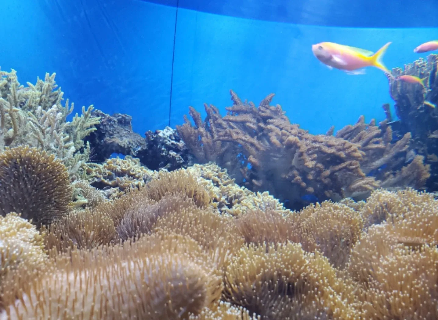 $30.00 / Night Boarding - We are here, and always will be.... ♾️ image indicator(5)