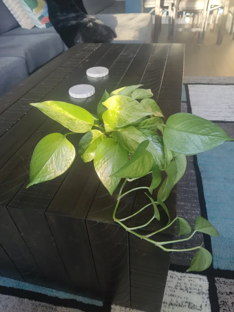 Pothos Plant in Glass Vase