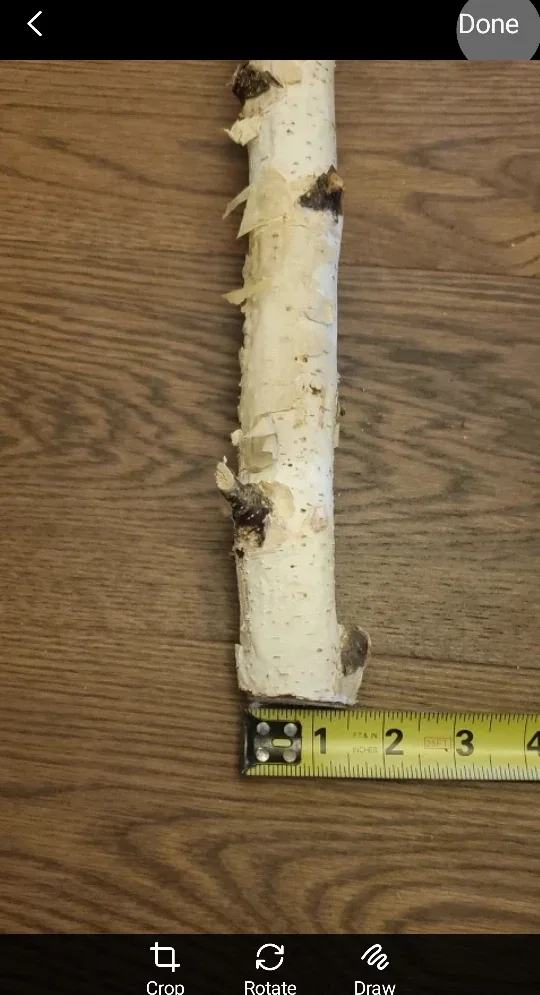 White Birch Branches - natural image indicator(7)