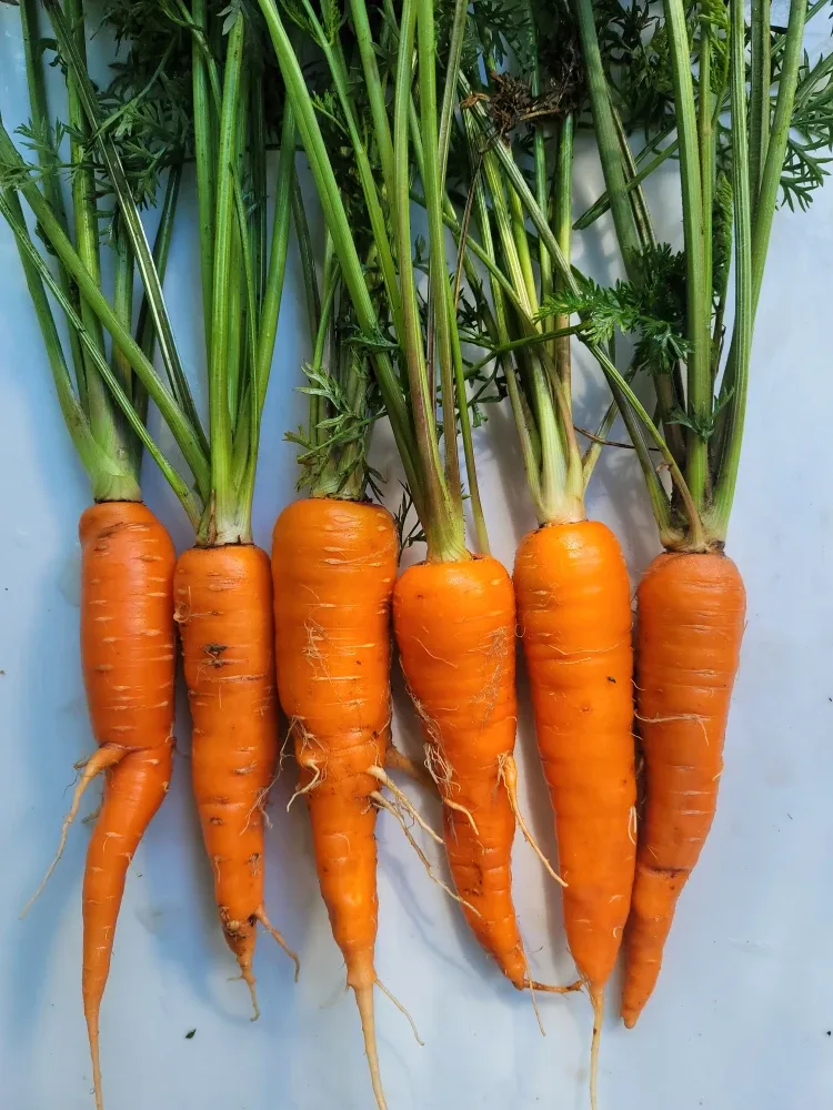 Organic Carrot