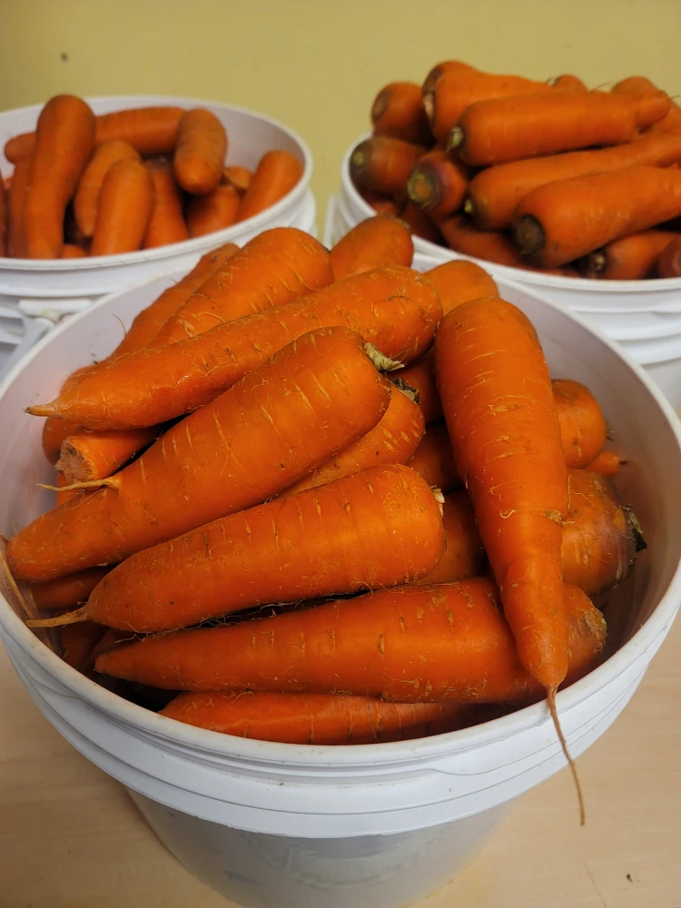 Organic Carrot - photo 2