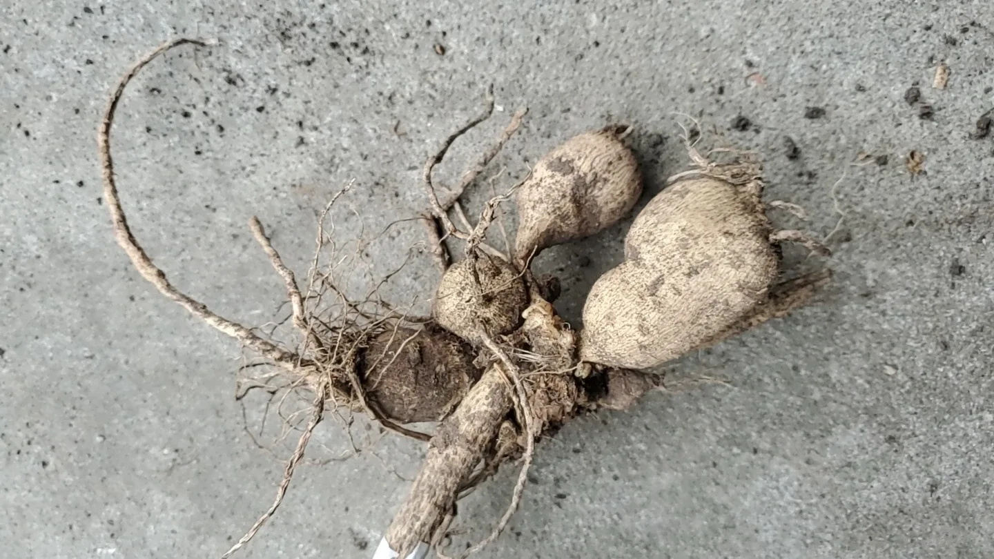 Dahlia roots image indicator(3)