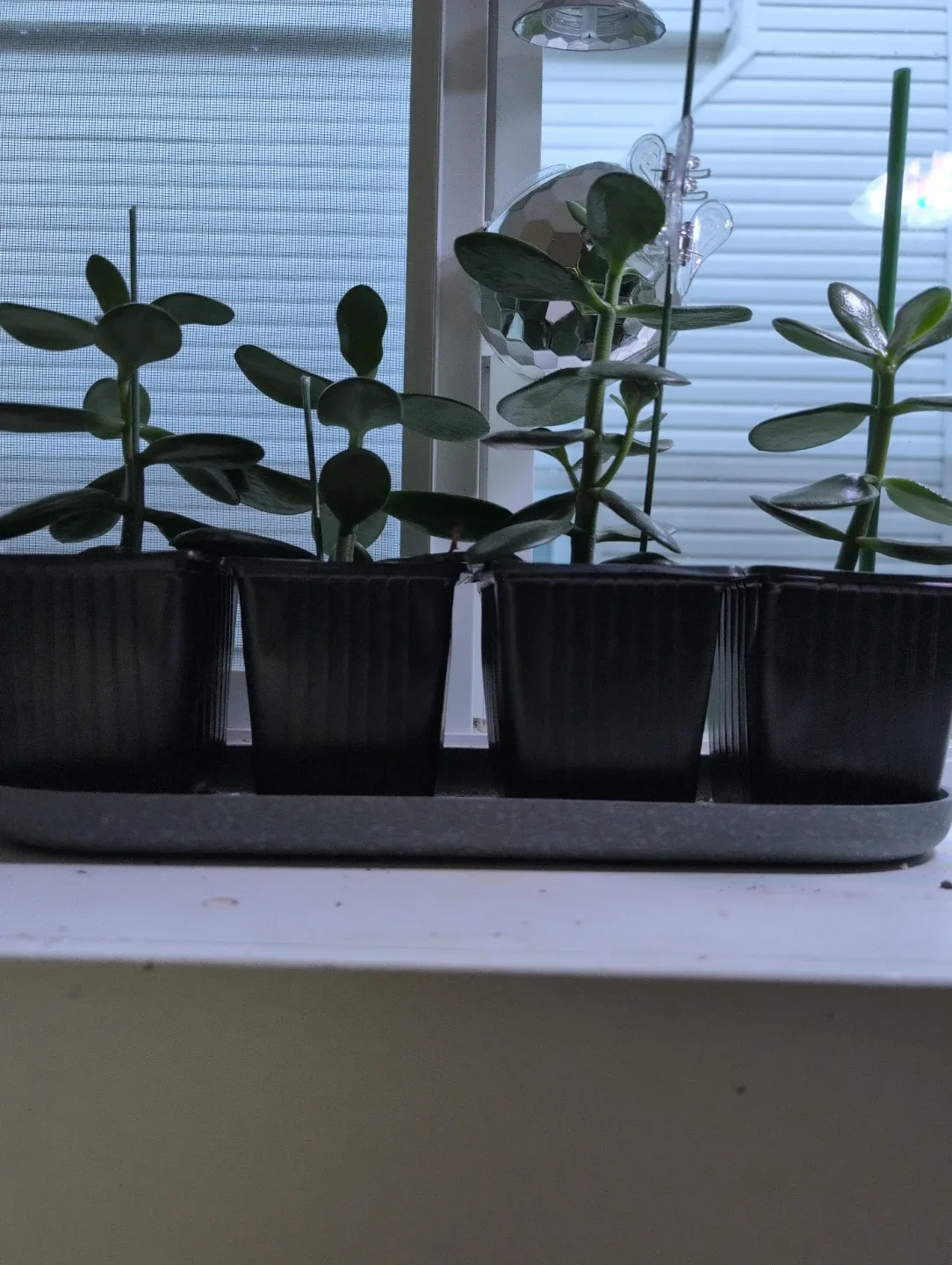 Jade Plant image indicator(10)