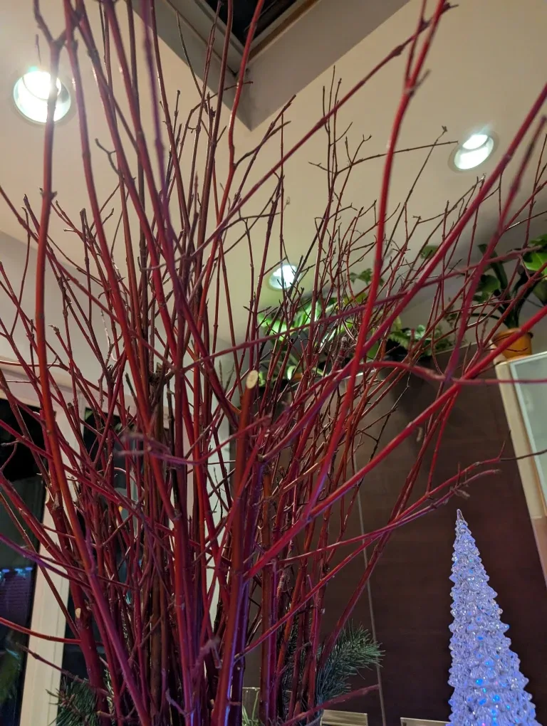 Festive Evergreen and other bows.  Winter Planter image indicator(9)