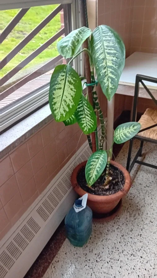 Dieffenbachia Plant in Terracotta Pot
