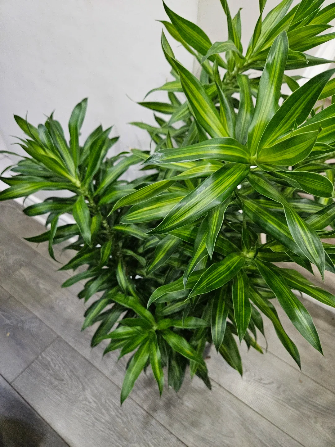 Dracaena plant image indicator(6)