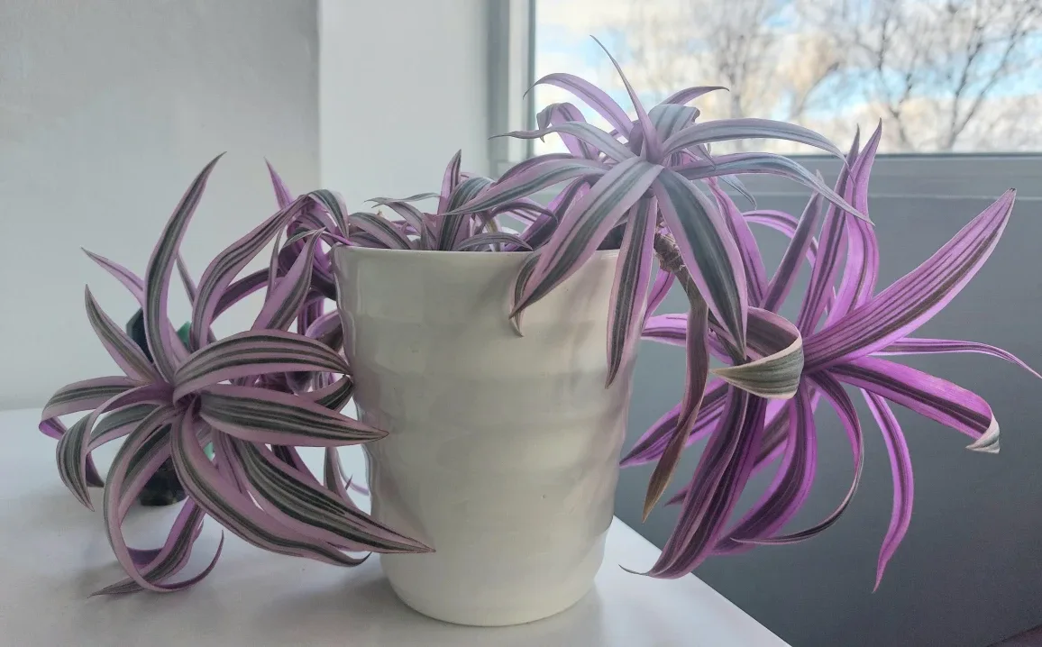 Tradescantia Rhoeo Plants image indicator(2)