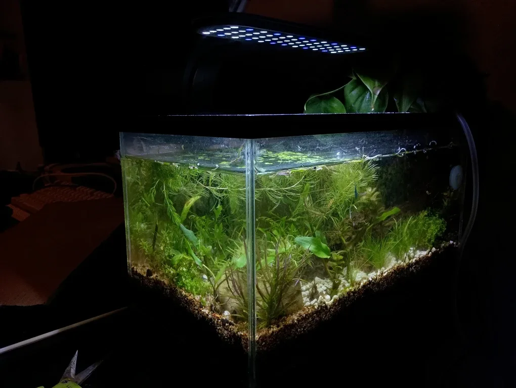 Professional planted aquarium builds