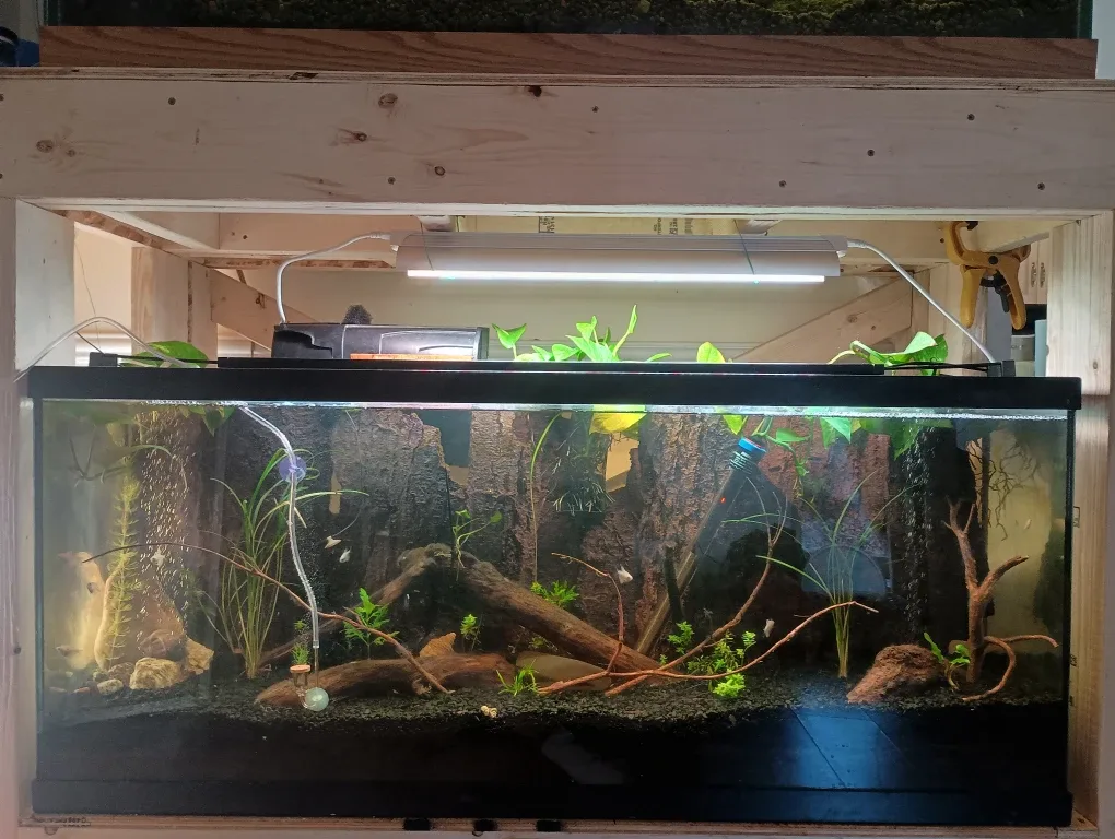 Professional planted aquarium builds image indicator(2)