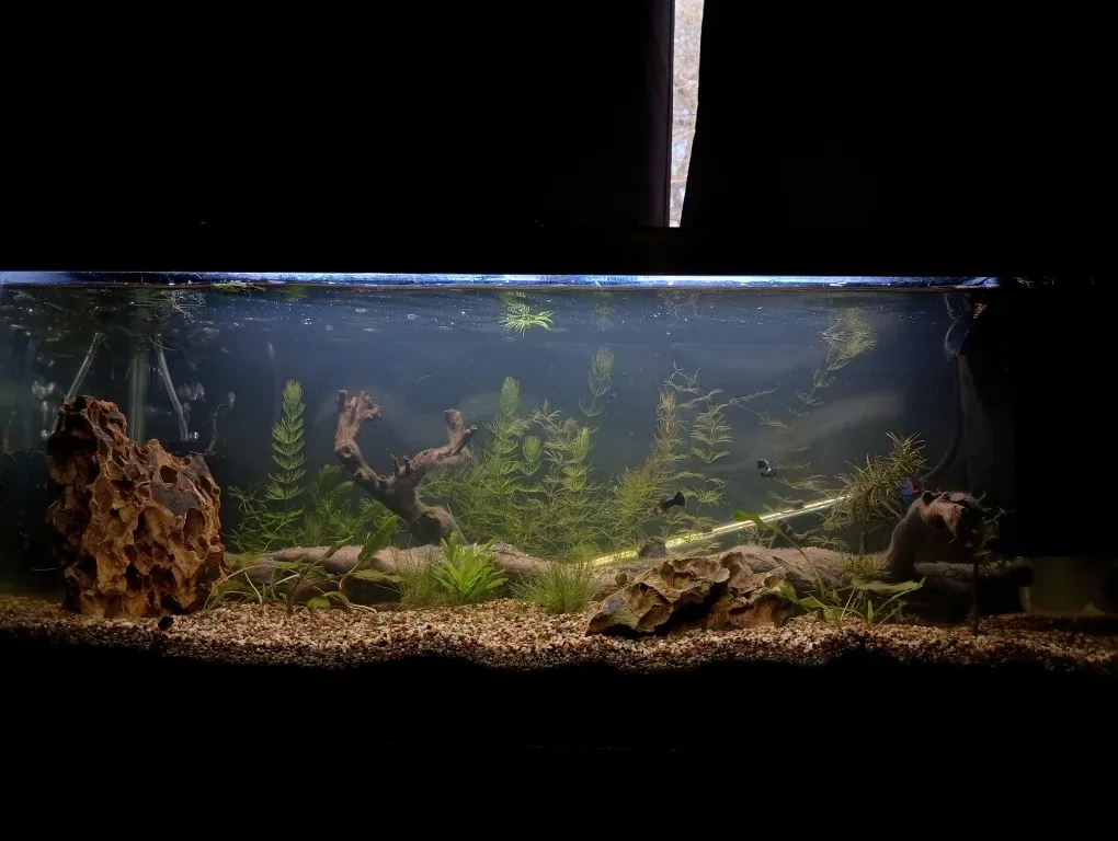 Professional planted aquarium builds image indicator(3)