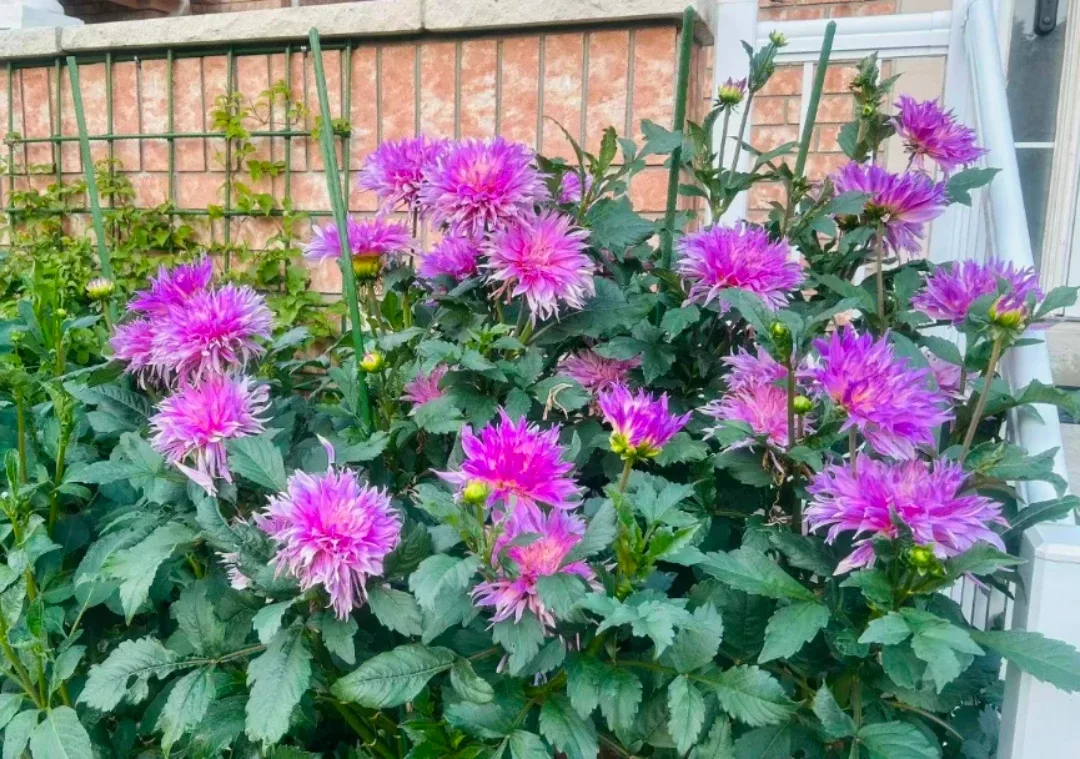 Dahlia roots thumbnail