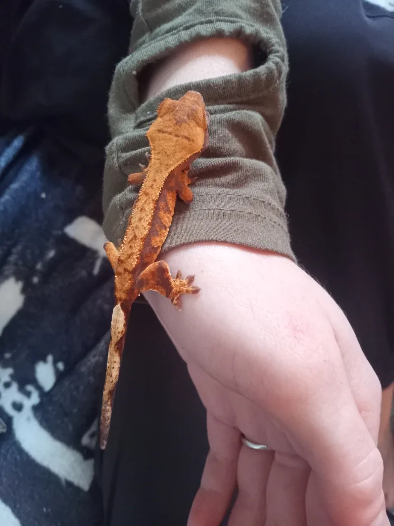 Baby Crested Gecko's