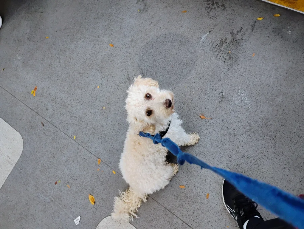 Dog Walking Services