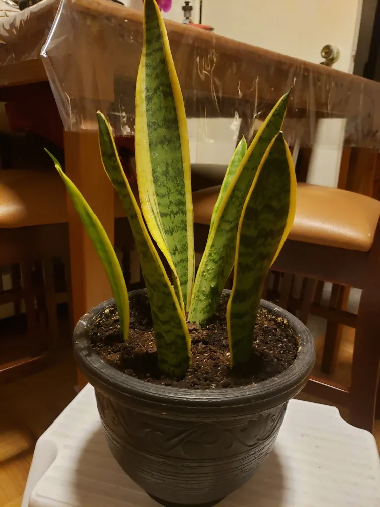 Snake Plant